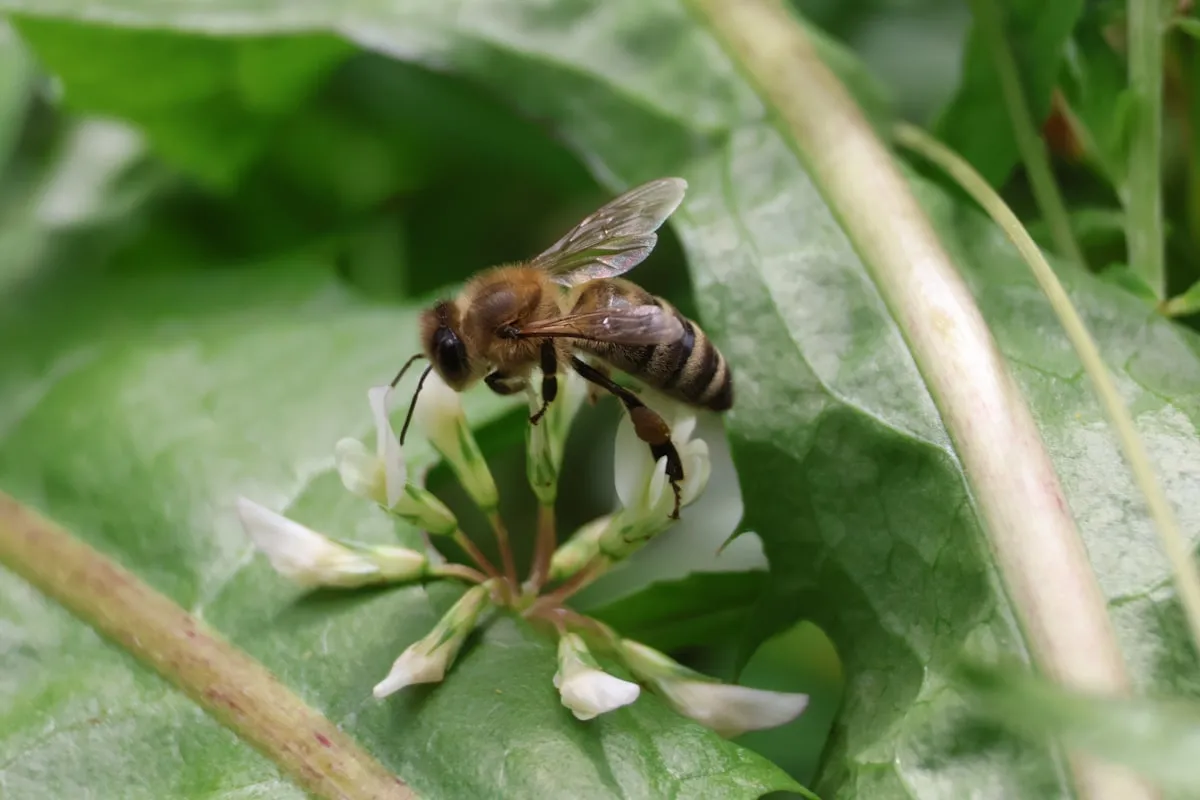 A European honey bee gathering nectar from a delicate clover flower
