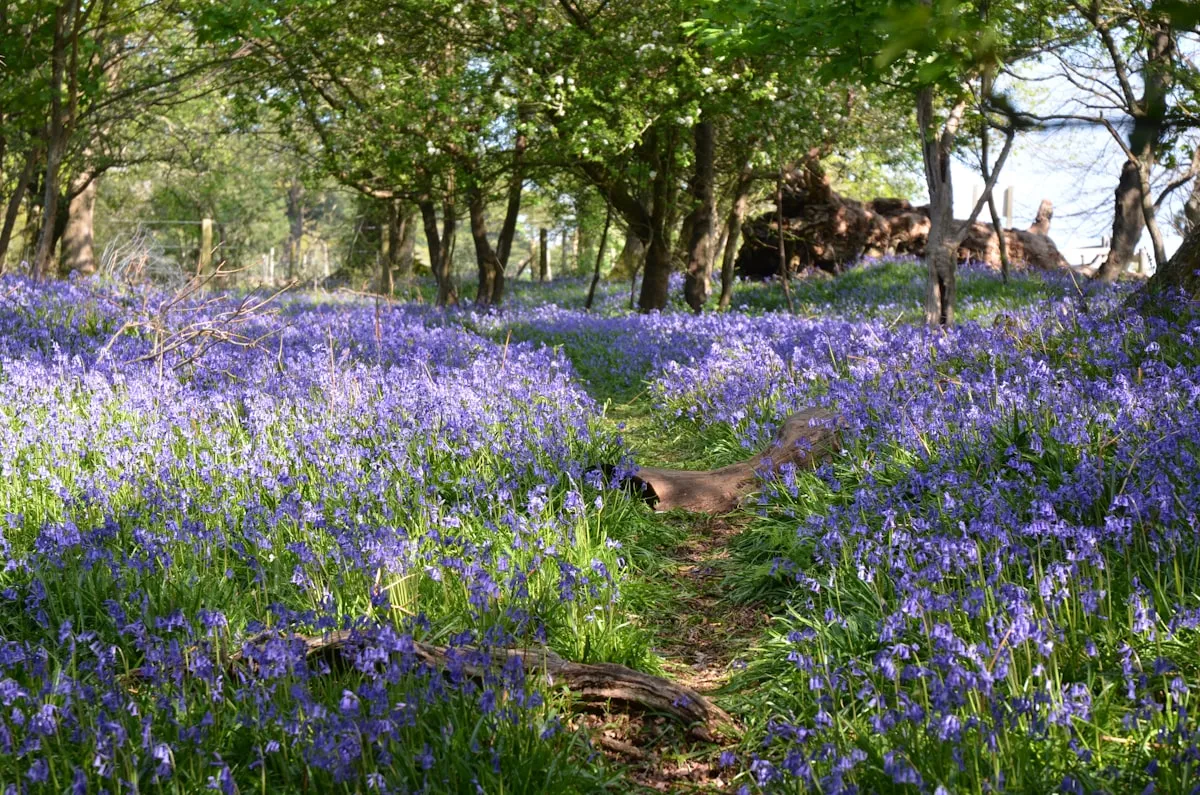 A carpet of native bluebells flowering across the floor of an ancient British woodland