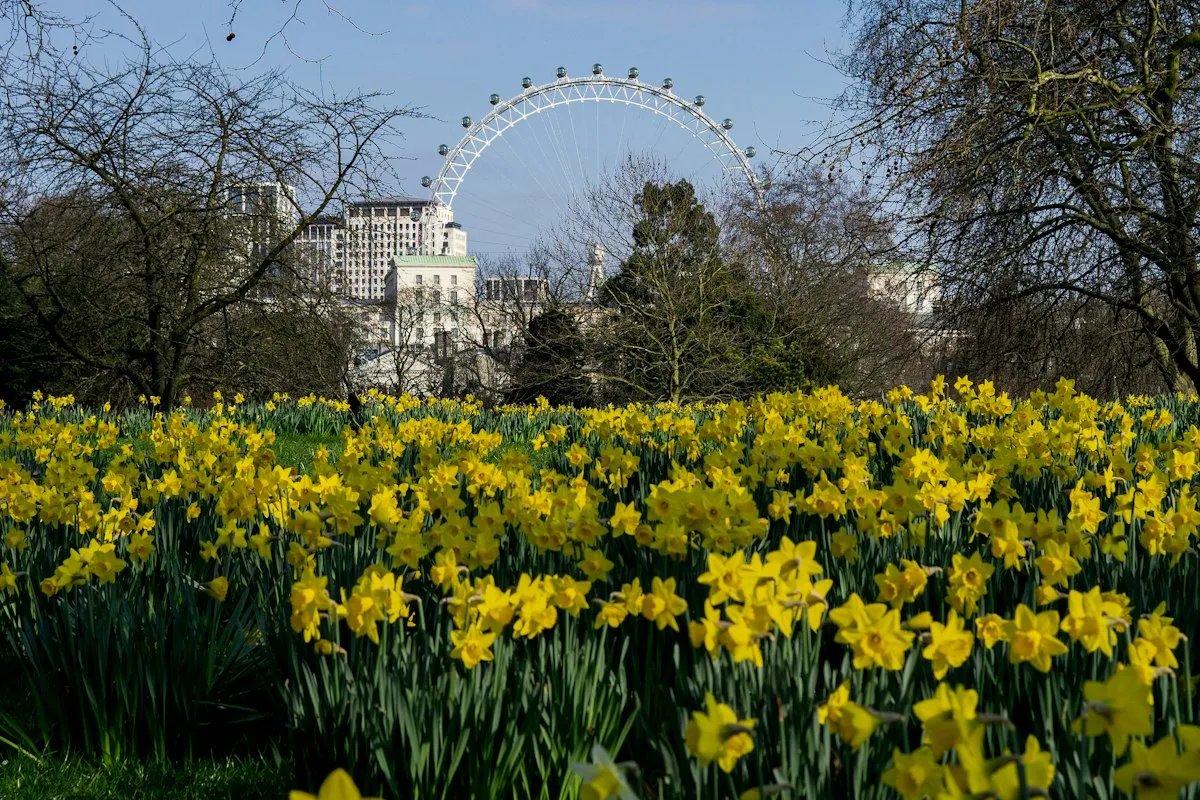Daffodils in full bloom in a London park, with the London Eye beyond the trees