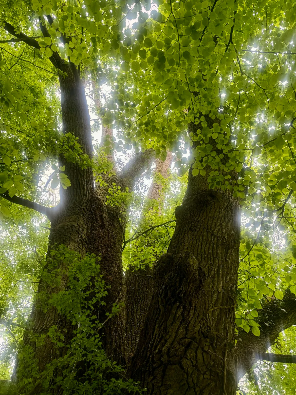 Sunlight filtering through a lush green forest canopy