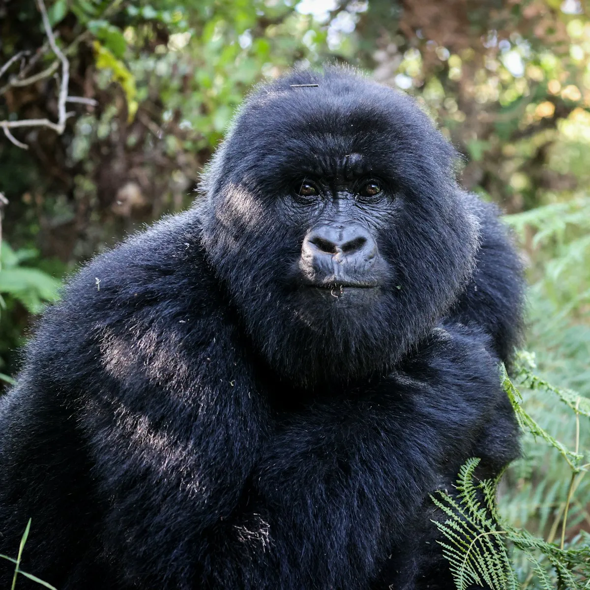 A mountain gorilla sitting among the dense green forest of Bwindi, Uganda