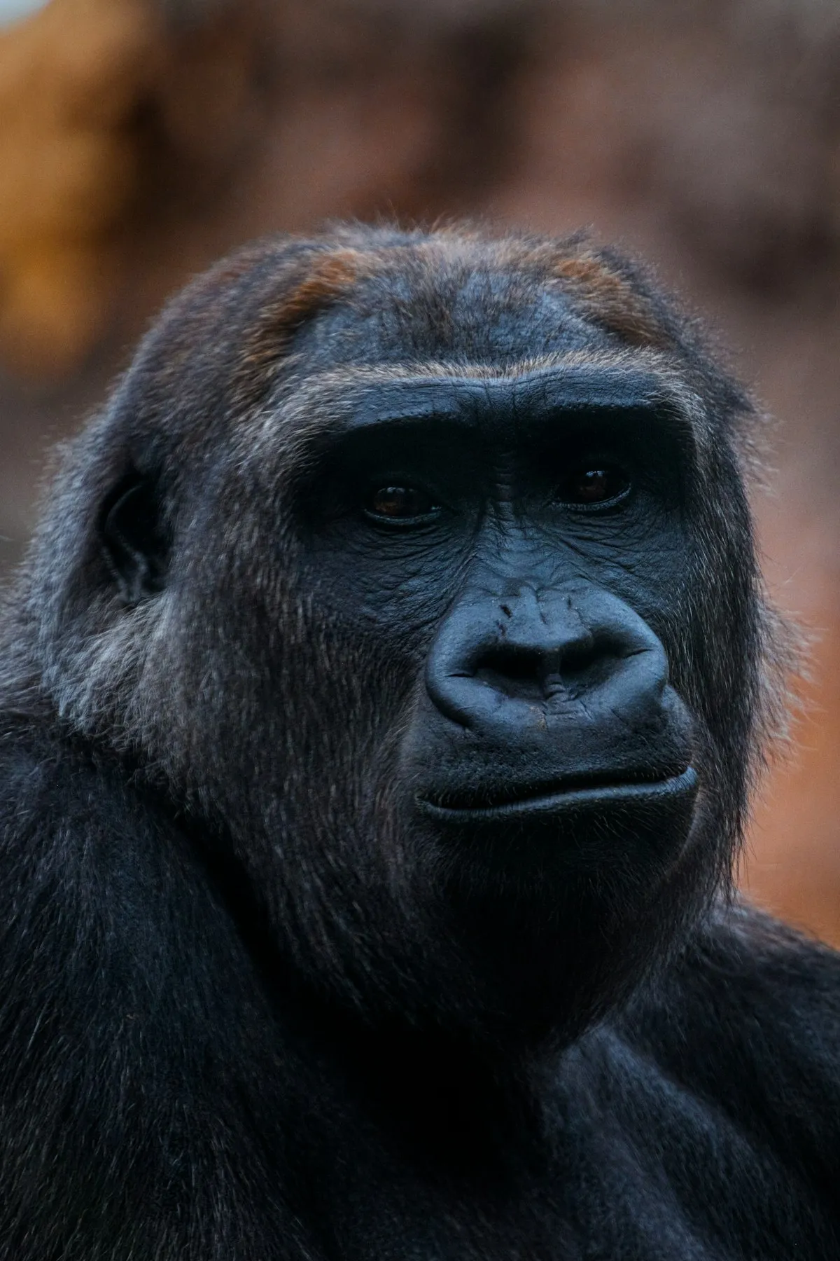 A close portrait of a thoughtful mountain gorilla in its forest habitat