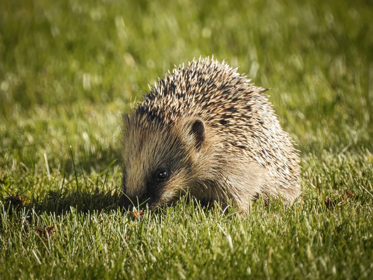 A wild hedgehog foraging through lush green grass at dusk