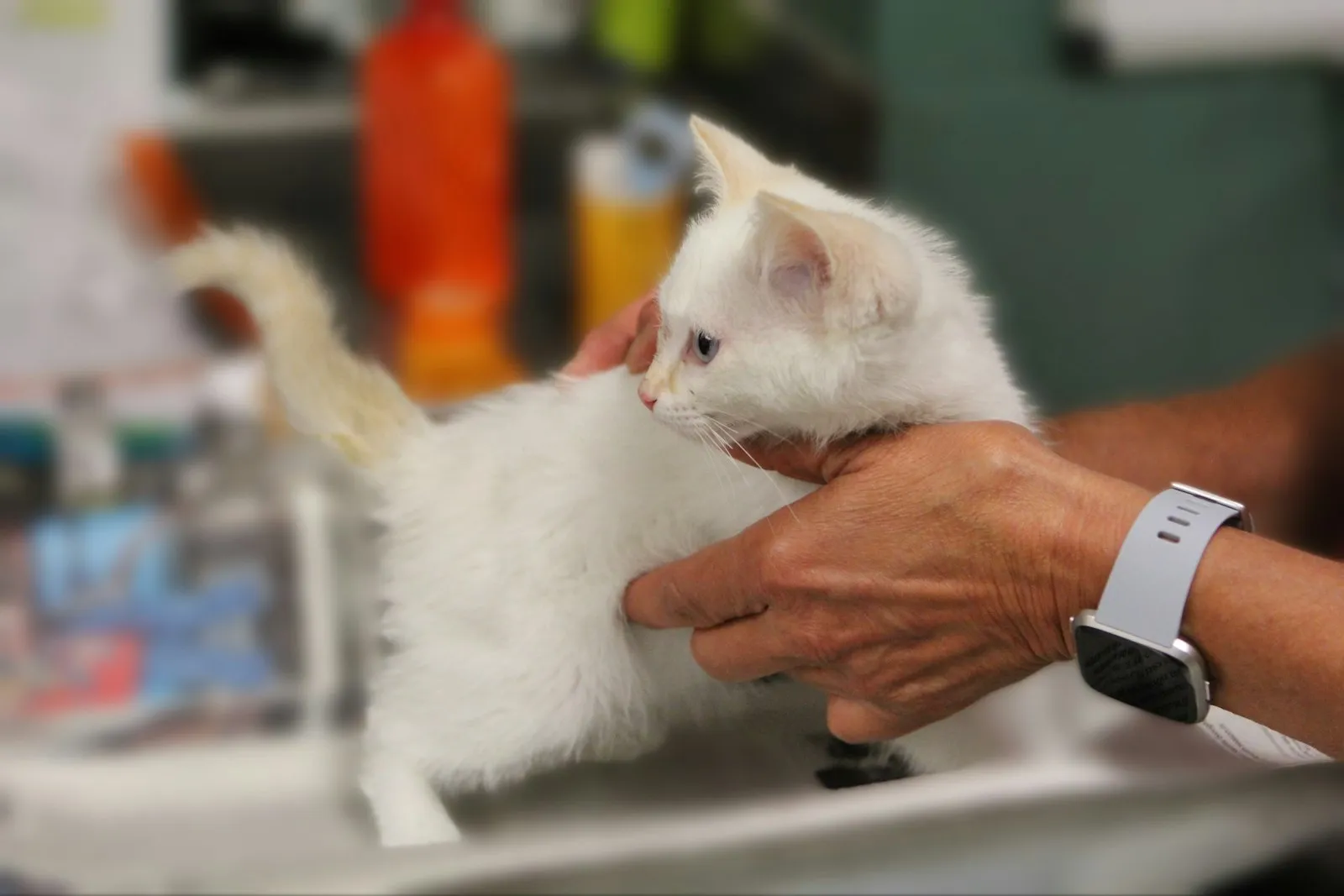 A small kitten cradled in a pair of hands