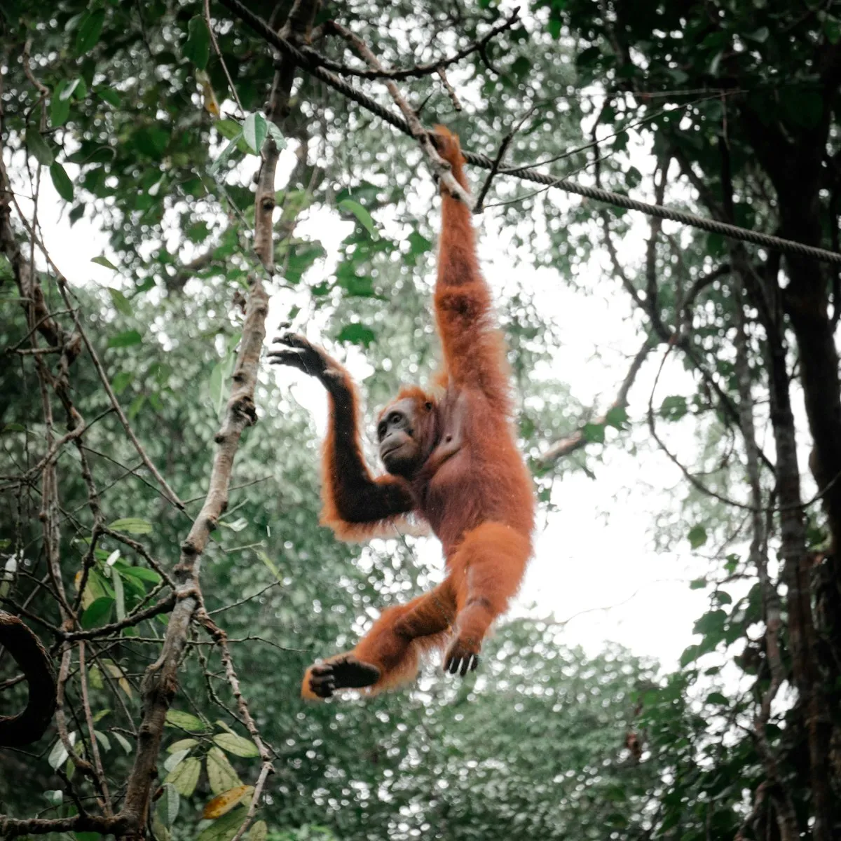 An orangutan swinging between the trees of a forest