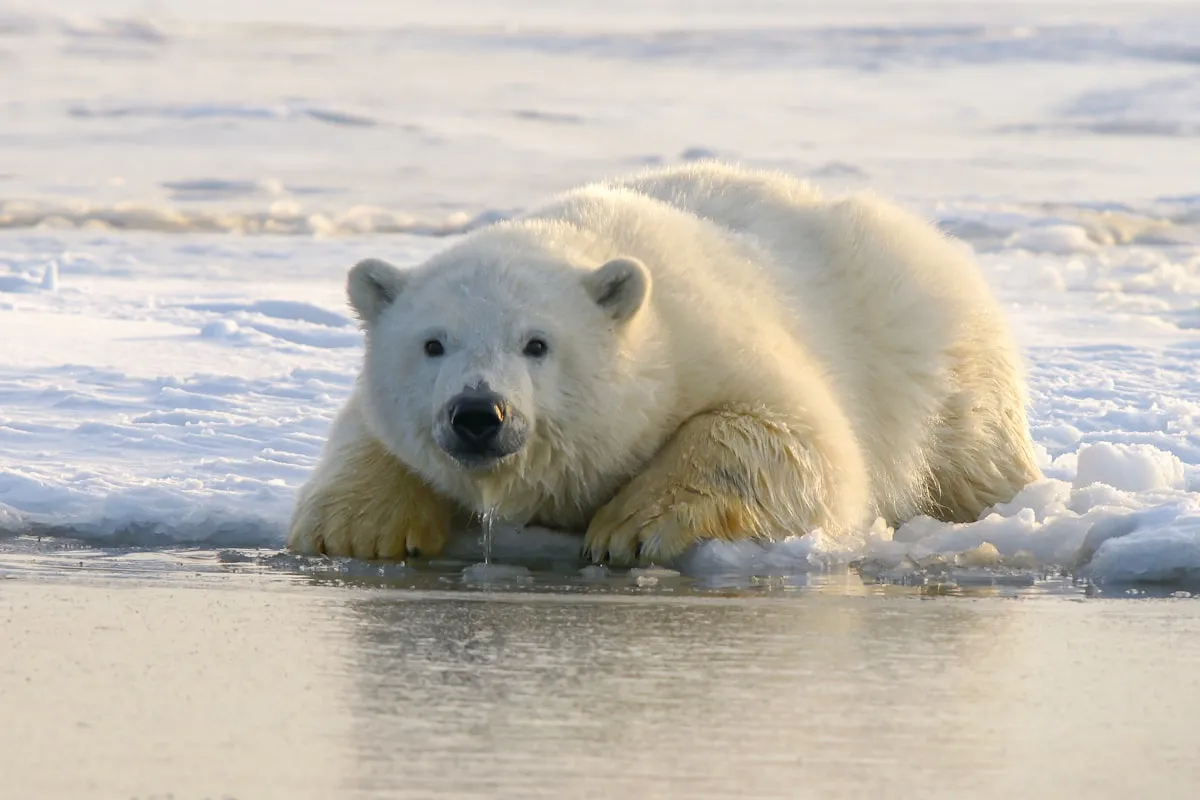 A polar bear walking across drifting Arctic sea ice