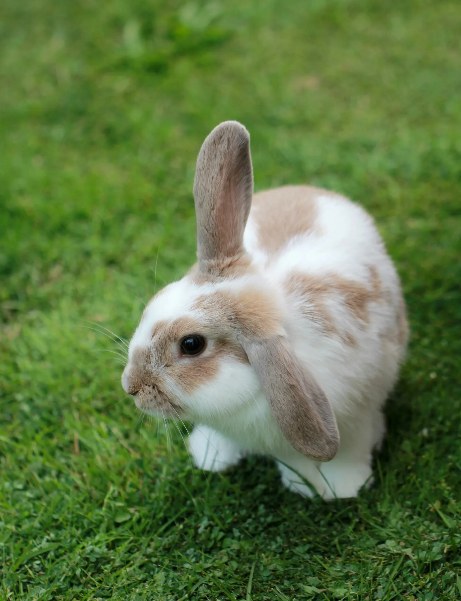 A white and brown pet rabbit