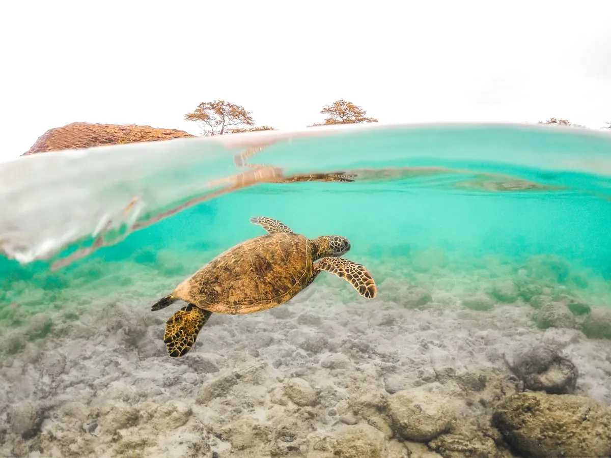 A sea turtle gliding through clear sunlit water above a reef