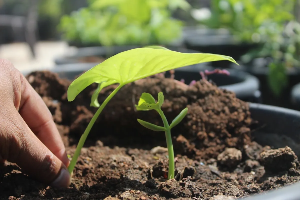 A hand cradling a young seedling in a small pot of soil