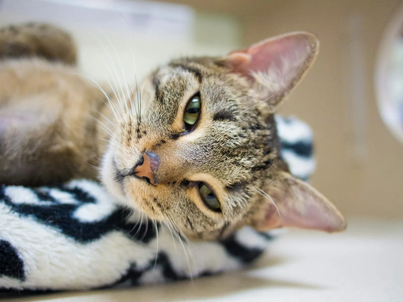 A brown tabby cat resting calmly