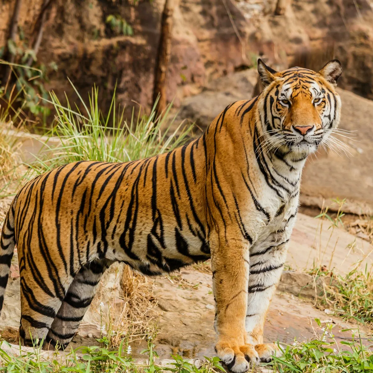 A Bengal tiger standing among grass and rocks